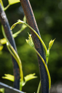 Close-up of a plant