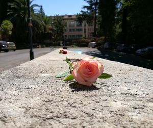 Close-up of rose in city