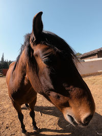 Close-up of horse in field against sky