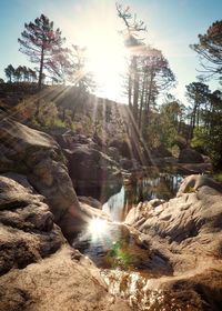 Scenic view of waterfall in forest