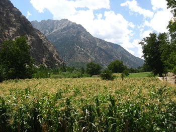 Scenic view of grassy field against mountain range