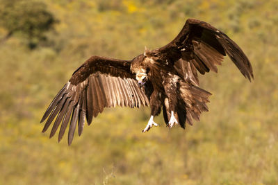 Bird flying in a field