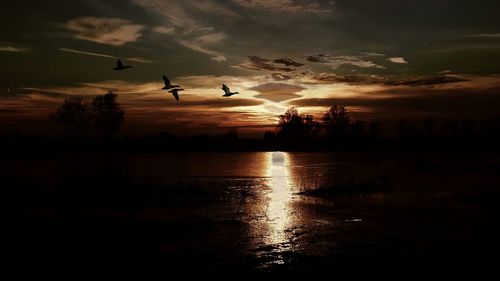Silhouette of birds flying over lake during sunset