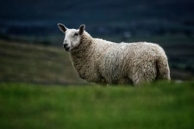 Sheep standing in a field