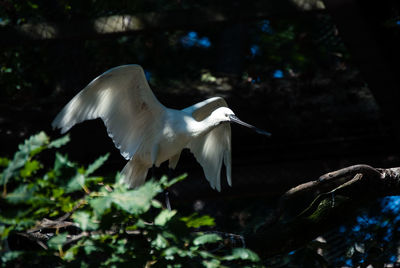 Close-up of bird flying against trees
