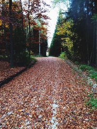 Close-up of autumn trees