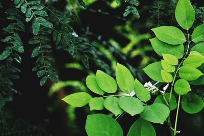 Close-up of green leaves