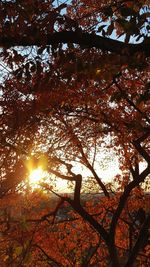 Low angle view of silhouette trees against sky during sunset