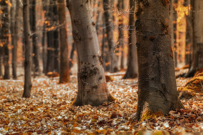 Close-up of tree trunk in forest during autumn