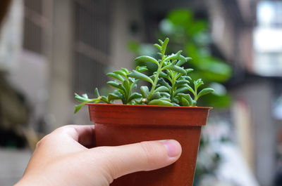 Close-up of hand holding potted plant
