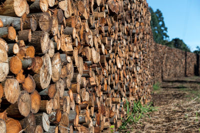 Stack of logs