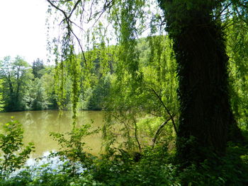 Scenic view of lake amidst trees in forest