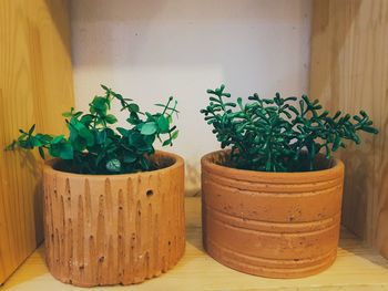 Potted plants on table against wall