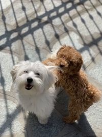 High angle view of dog on footpath