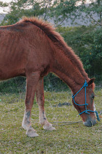 Horse standing in ranch