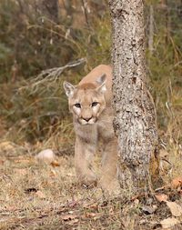 Portrait of a lioness