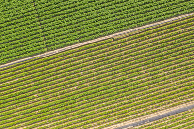 Scenic view of agricultural field