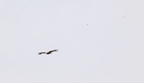 Low angle view of airplane flying in sky