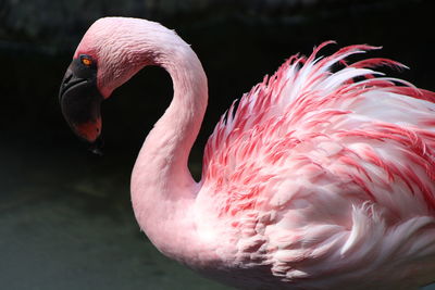 Close-up of flamingo standing in lake