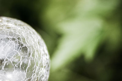 Extreme close up of green leaf