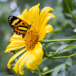 Close-up of butterfly pollinating on yellow flower