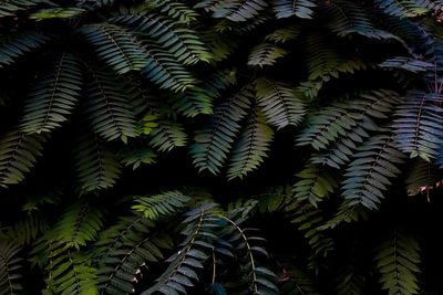 Full frame shot of tree leaves