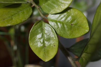 Close-up of wet plant leaves