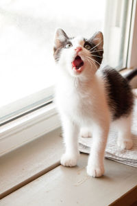 White cat yawning on window at home