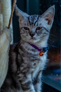 Close-up portrait of a cat