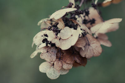 Close-up of flower buds