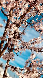 Low angle view of cherry blossoms against sky