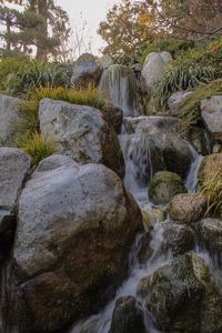 Stream flowing amidst trees