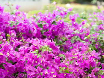 Close-up of pink flowering plants