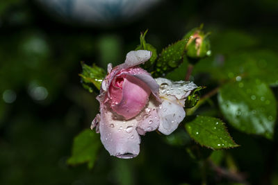 Close-up of wet pink rose