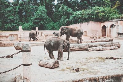 Elephant in water