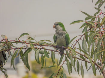 Bird perching on a branch