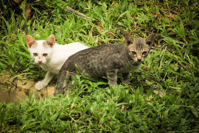 Portrait of cats on field