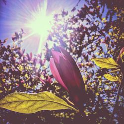 Close-up of purple flower blooming against sky