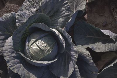 High angle view of plant growing outdoors