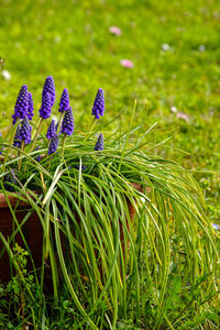 Close-up of flowers growing in field