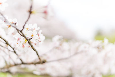 Close-up of white cherry blossom tree