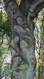 Low angle view of tree trunk in forest