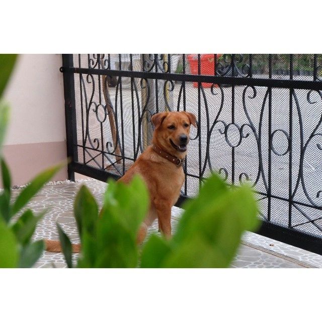 pets, domestic animals, animal themes, one animal, mammal, domestic cat, cat, transfer print, dog, feline, sitting, full length, auto post production filter, portrait, looking away, plant, day, no people, relaxation