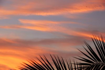 Low angle view of silhouette palm trees against romantic sky