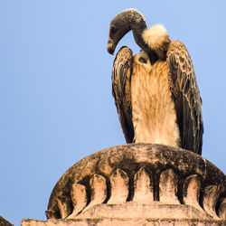 Indian vulture or long billed vulture or gyps indicus close up at royal cenotaphs chhatris