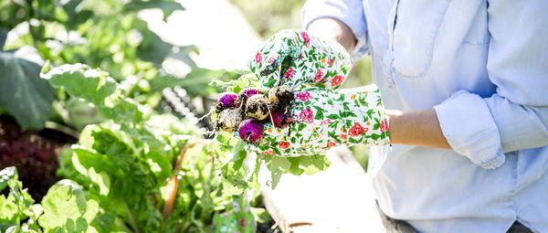 Midsection of woman picking radish at garden