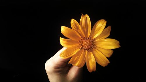 Close-up of hand holding sunflower against black background