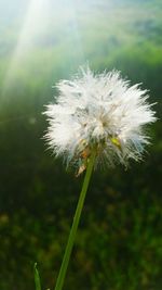 Close-up of dandelion