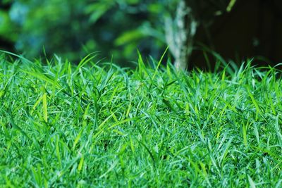 Close-up of grass