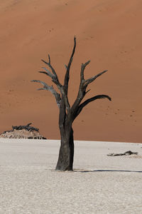 Bare tree on sand dune